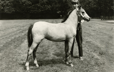 1862 Paardenfokdag Deurne, 1967-07-01