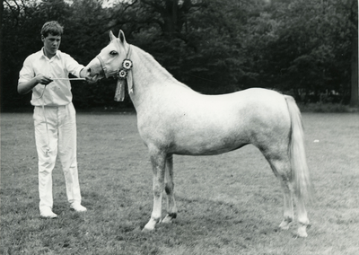 1863 Paardenfokdag Deurne, 1968-08-03