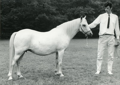 1864 Paardenfokdag Deurne, 1968-08-03