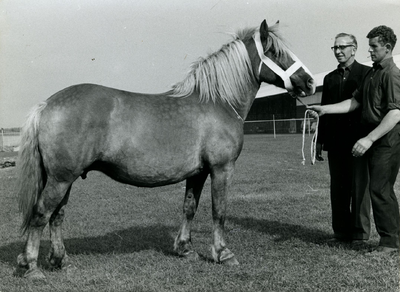 1871 Paardenfokdag Grubbenvorst, 1965-09-25