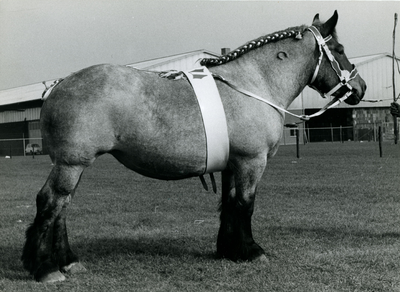 1872 Paardenfokdag Grubbenvorst, 1965-09-25
