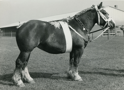 1873 Paardenfokdag Grubbenvorst, 1965-09-25