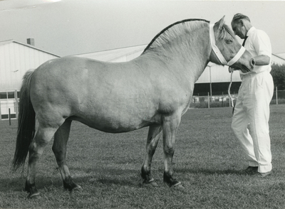 1875 Paardenfokdag Grubbenvorst, 1965-09-25