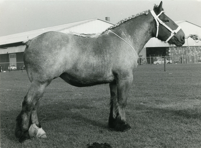 1876 Paardenfokdag Grubbenvorst, 1965-09-25
