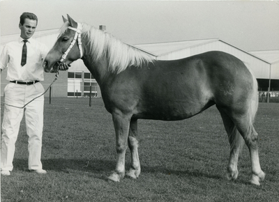 1877 Paardenfokdag Grubbenvorst, 1965-09-25