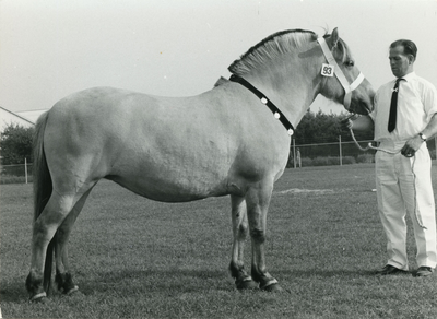 1878 Paardenfokdag Grubbenvorst, 1965-09-25