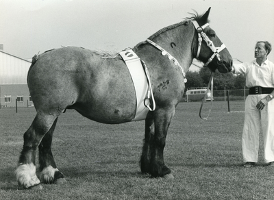 1879 Paardenfokdag Grubbenvorst, 1965-09-25