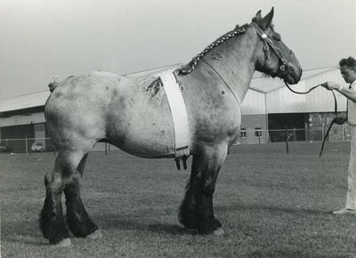 1880 Paardenfokdag Grubbenvorst, 1965-09-25