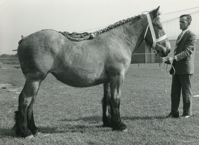 1881 Paardenfokdag Grubbenvorst, 1965-09-25