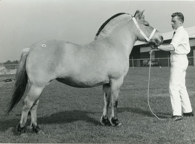 1883 Paardenfokdag Grubbenvorst, 1965-09-25