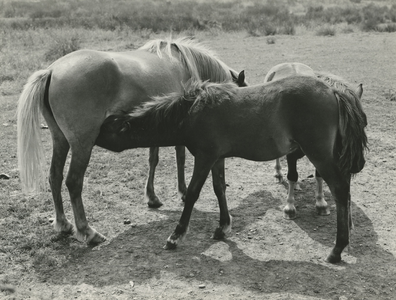 1919 Drie paarden, 1975