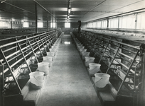 2000 Proefboerderij Someren, 1963