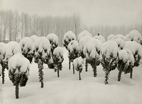 2053 Spruitjes in de sneeuw, 1971