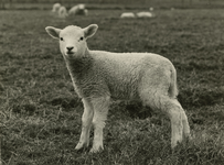 2066 Lammetje als symbool voor de lente, 1970