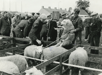 2068 Schapenmarkt in Gelderland, 1966-09-05