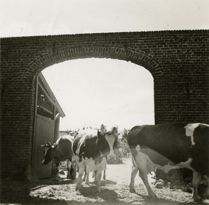 2147 Koeien op het erf, 1938-1939