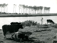 2150 Koeien grazen langs de Maas, 1961