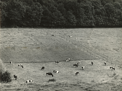 2154 Koeien in een weiland, 1972