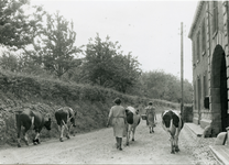 2155 Boerinnen brengen koeien naar de stal, 1935