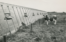 2159 Koe bij een tuinbouwkas, 1950-1951