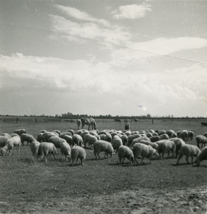 2200 Kudde schapen in een weiland, 1938-1939