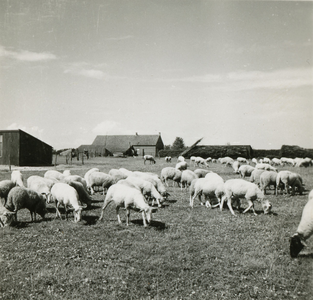 2201 Kudde schapen in een weiland bij een boerderij, 1938-1939