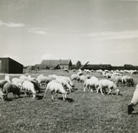 2201 Kudde schapen in een weiland bij een boerderij, 1938-1939