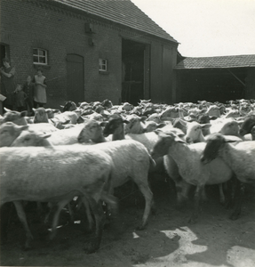 2202 Kudde schapen op het erf van een boerderij, 1938-1939