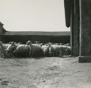 2203 Kudde schapen op het erf van een boerderij, 1938-1939