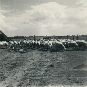2204 Kudde schapen in een weiland, 1938-1939