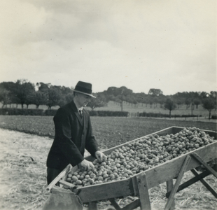 2459 Aardappelteelt, 1938-1939