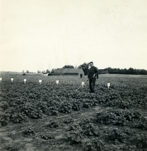 2461 Aardappelteelt, 1938-1939