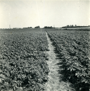 2466 Aardappelteelt, 1938-1939