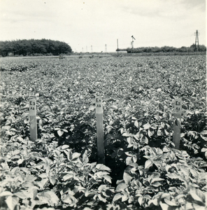 2467 Aardappelteelt, 1938-1939