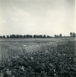 2468 Aardappelteelt, 1938-1939