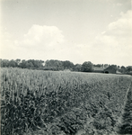 2469 Aardappelteelt, 1938-1939