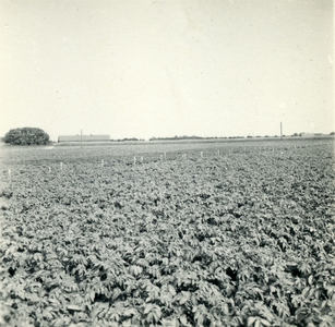 2470 Aardappelteelt, 1938-1939