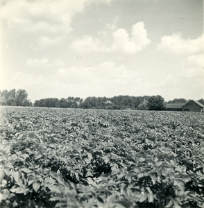 2471 Aardappelteelt, 1938-1939