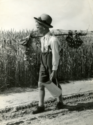2649 Kind in boerenkleding loopt langs een graanveld., 1954
