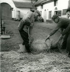 2695 Slachten van een varken, 1938-1939