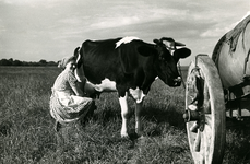 2770 Koeien melken, 1950-1960