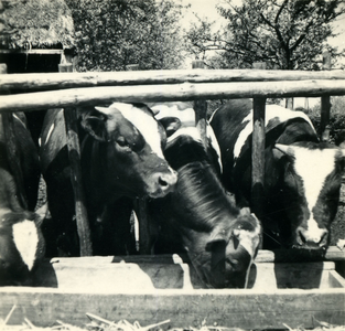 2779 Koeien bij een drinkbak, 1938-1939