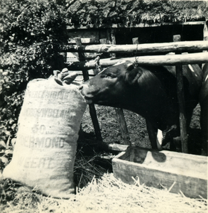 2780 Een koe bij een drinkbak ruikt aan een zak met voer, 1938-1939