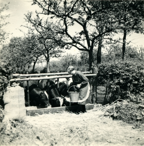 2781 Een boerin voert koeien bij een drinkbak, 1938-1939