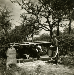 2782 Een boerin voert koeien bij een drinkbak, 1938-1939