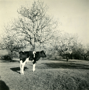 2784 Kalf in een weiland, 1938-1939