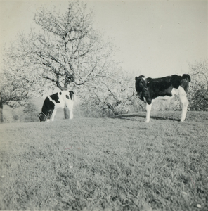 2786 Twee kalveren in een weiland, 1938-1939