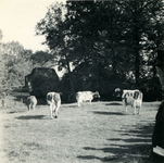 2787 Koeien in een weiland, 1938-1939