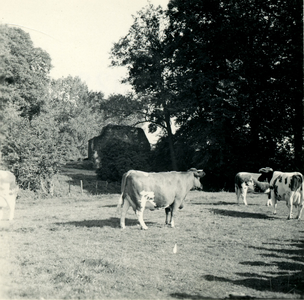 2788 Koeien in een weiland, 1938-1939