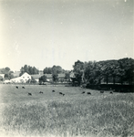 2789 Koeien in een weiland, 1938-1939